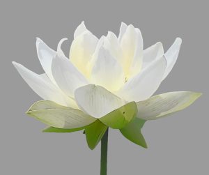 Autobiografia unui yoghin de Paramahansa Yogananda - Floare de lotus - Recenzie de Liviu C. Tudose - Blog De prin alte cărți - www.liviutudose.ro